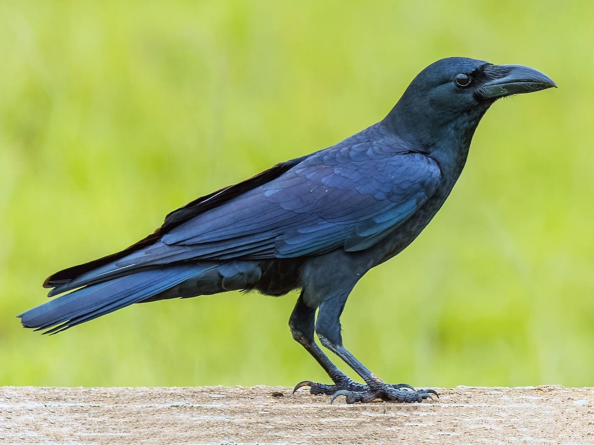 Large-billed Crow